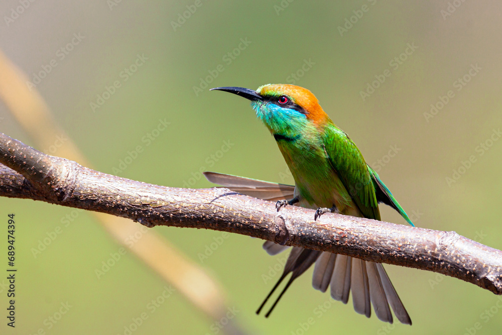 Obraz premium The green bee-eater (Merops orientalis) sometimes little green bee-eater sitting on the branch