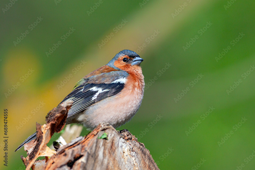Common chaffinch-Songbird of the finch family. Common chaffinch-Songbird of the finch family.