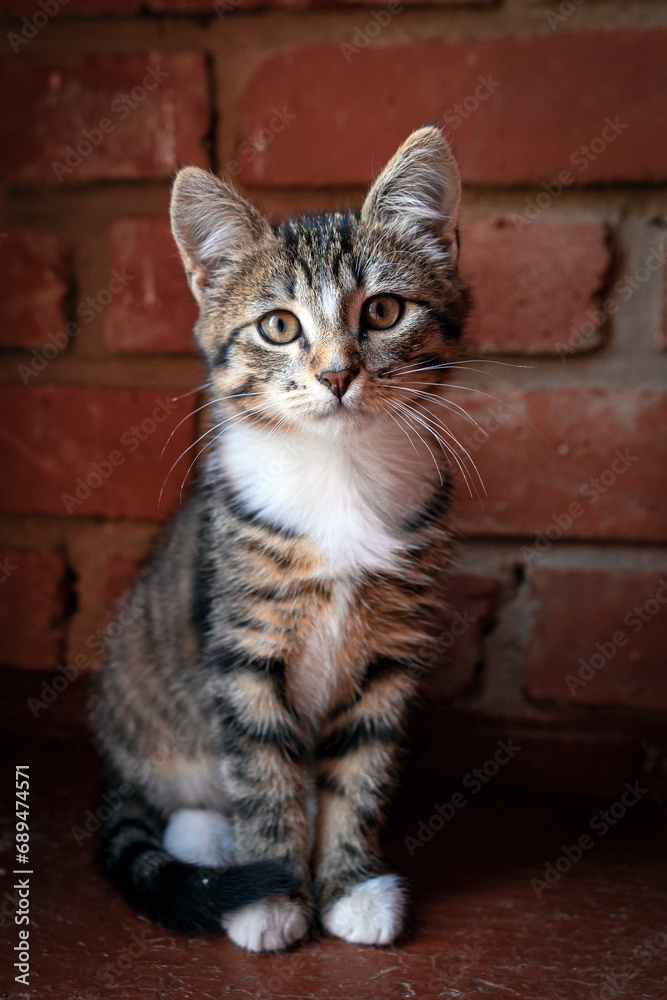 Portrait of a funny striped kitten against the background of a brick wall...
Portrait of a funny striped kitten against the background of a brick wall...