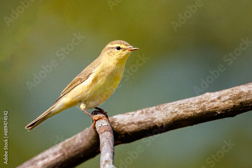 The willow warbler (Phylloscopus trochilus) sits on a branch. © Andrey