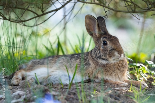 wild Eastern cottontail rabbit sitting in the grass