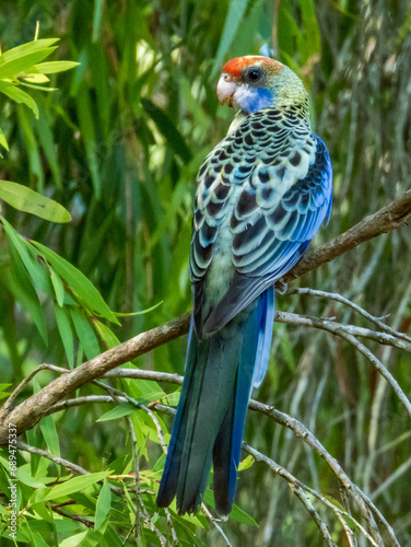 Pale-headed Rosella in Queensland Australia photo