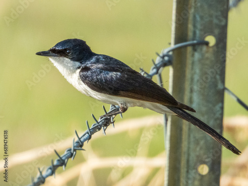 Paperbark Flycatcher in Queensland Australia photo