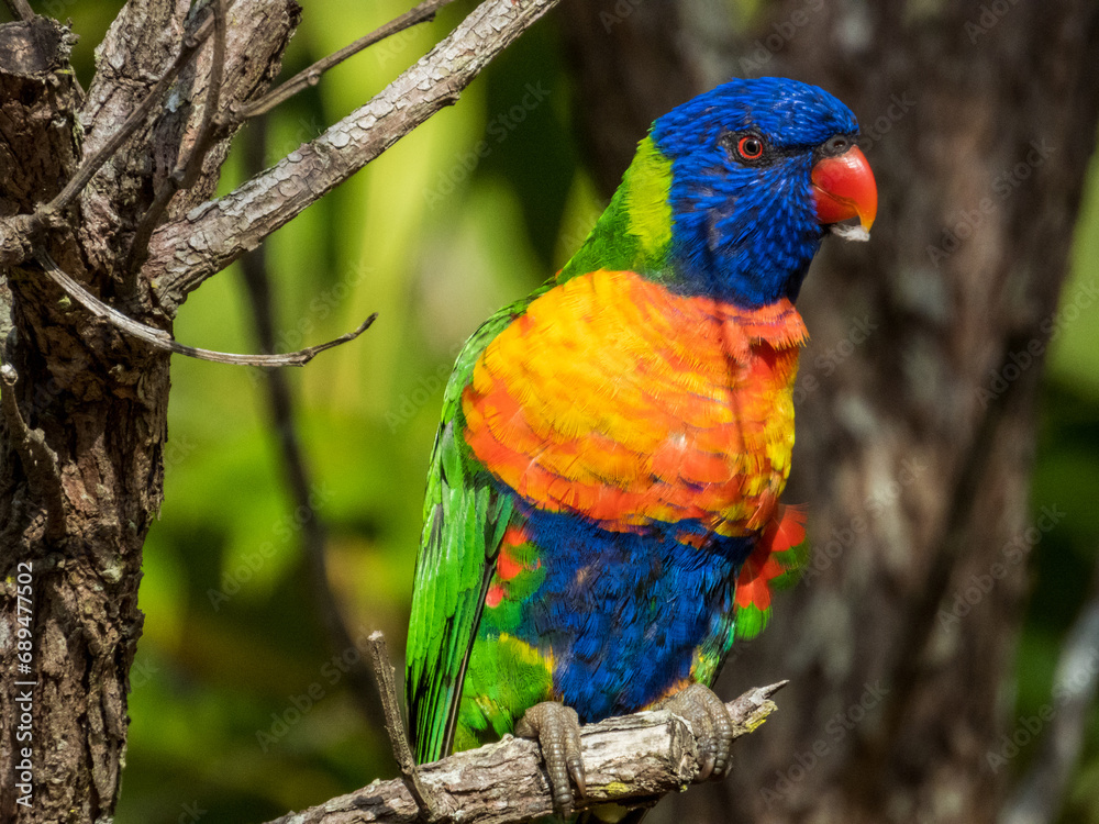 Rainbow Lorikeet in Queensland Australia