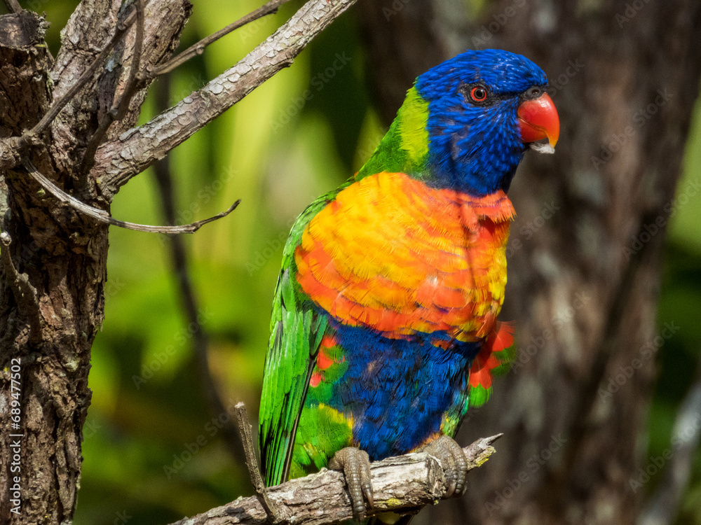 Rainbow Lorikeet in Queensland Australia Rainbow Lorikeet in Queensland Australia