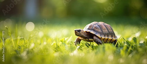 Baby turtle (Testudo hermanni) walking on green grass. photo