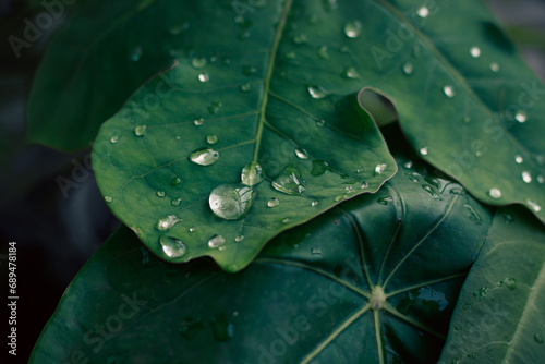 Close-up of fresh water droplets on a vibrant green Jatropha podagrica or bottle euphorbia leaf photo