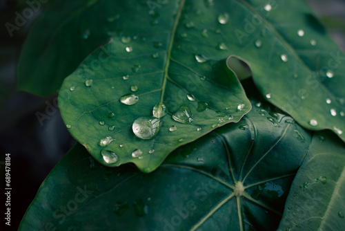 Close-up of fresh water droplets on a vibrant green Jatropha podagrica or bottle euphorbia leaf