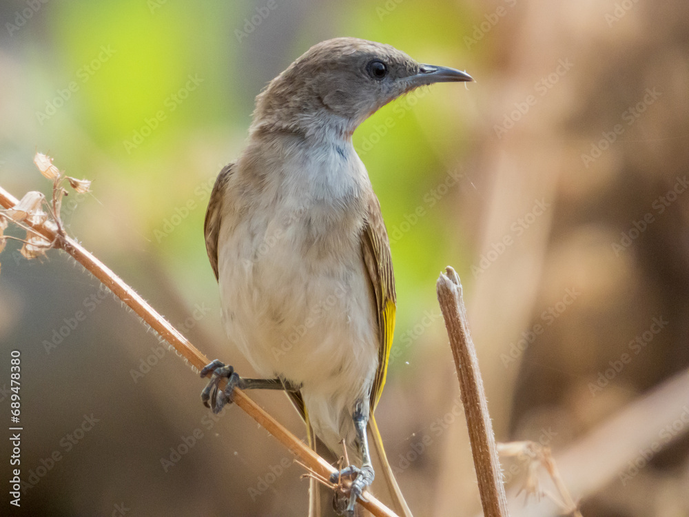 Rufous-throated Honeyeater in Queensland Australia Rufous-throated Honeyeater in Queensland Australia