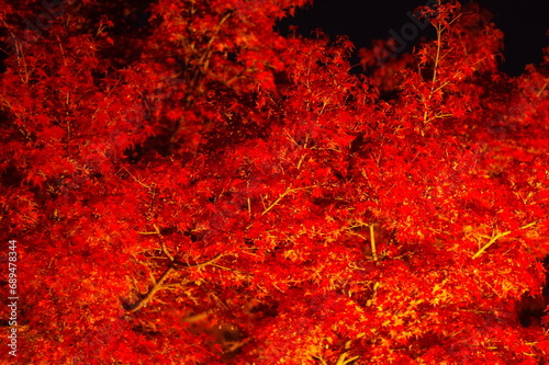 鮮やかな夜の紅葉