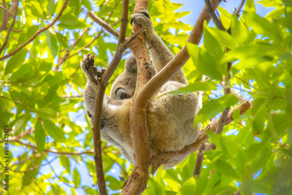 Fototapeta premium Sleepy koala