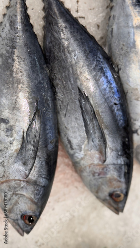 Tuna Mackerel fish fresh in the ice, local produce fish, japanese katsuo fish, or bonito tuna or cakalang or tongkol