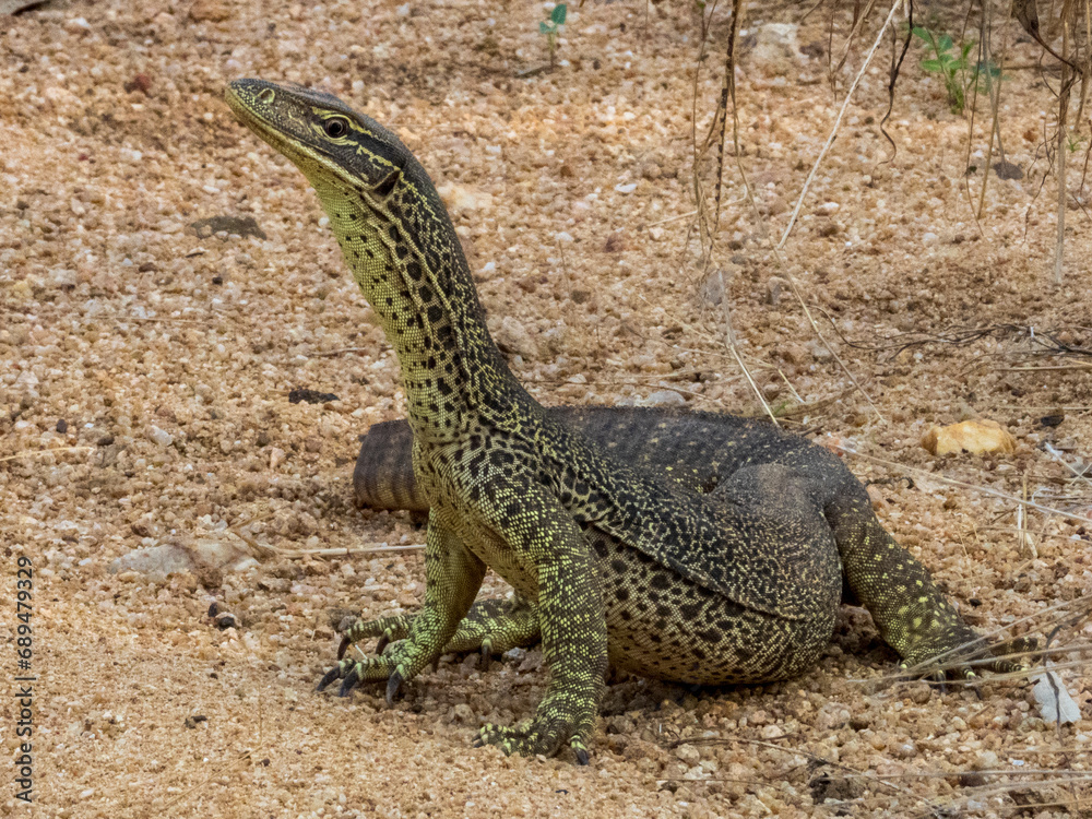 Fototapeta premium Sand Goanna in Queensland Australia