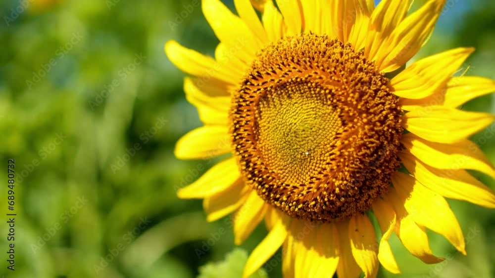 closeup sunflower head sways in the wind against a backdrop of other sunflowers. closeup sunflower head sways in the wind against a backdrop of other sunflowers.
