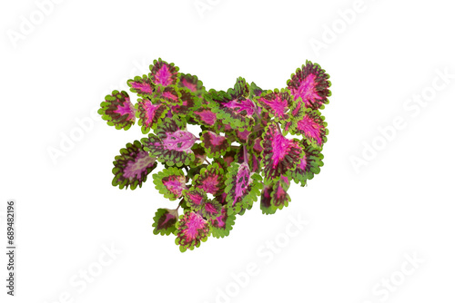 Coleus Forskohlii, Painted Nettle or Plectranthus scutellarioides is a Thai herb isolated on white background included clipping path. photo