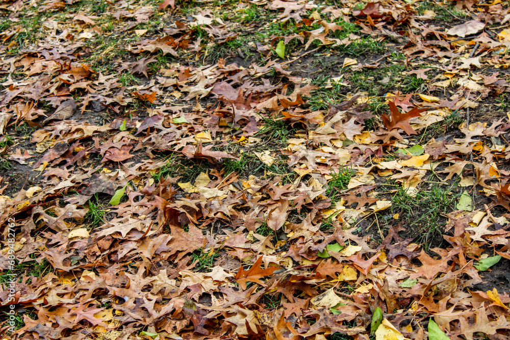 Leafs in autumn