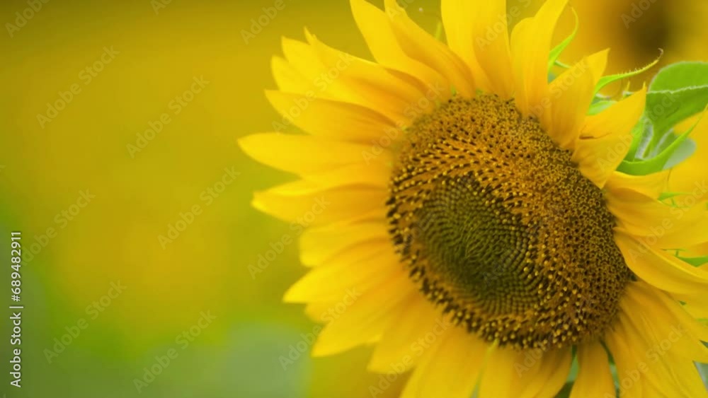 Close up of blooming yellow sunflower. Sunflower Head close-up. Close up of blooming yellow sunflower. Sunflower Head close-up.