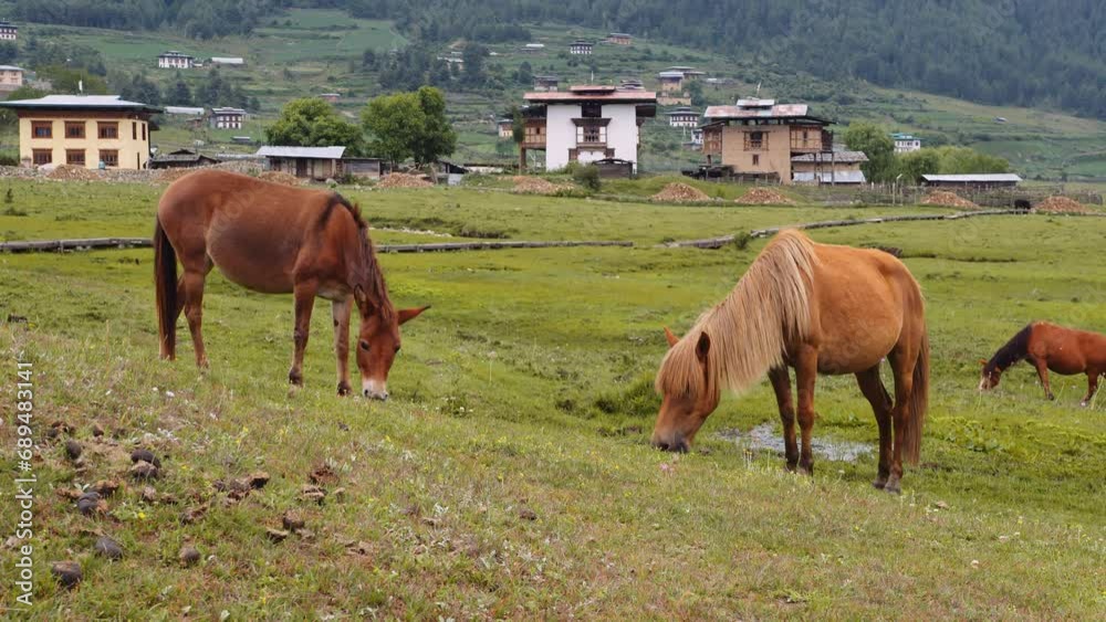 Scenic view of horses grazing on green grass in Phobjikha valley in Bhutan, horses in the meadow. Scenic view of horses grazing on green grass in Phobjikha valley in Bhutan, horses in the meadow.
