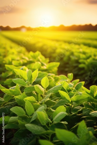 Soy field and soy plants in...