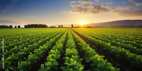 Soy field and soy plants in early morning light photo