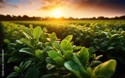 Soy field and soy plants in...
