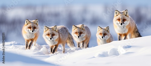 Searching for food in deep snow during winter, Red Foxes (Vulpes vulpes) are on the lookout. © AkuAku
