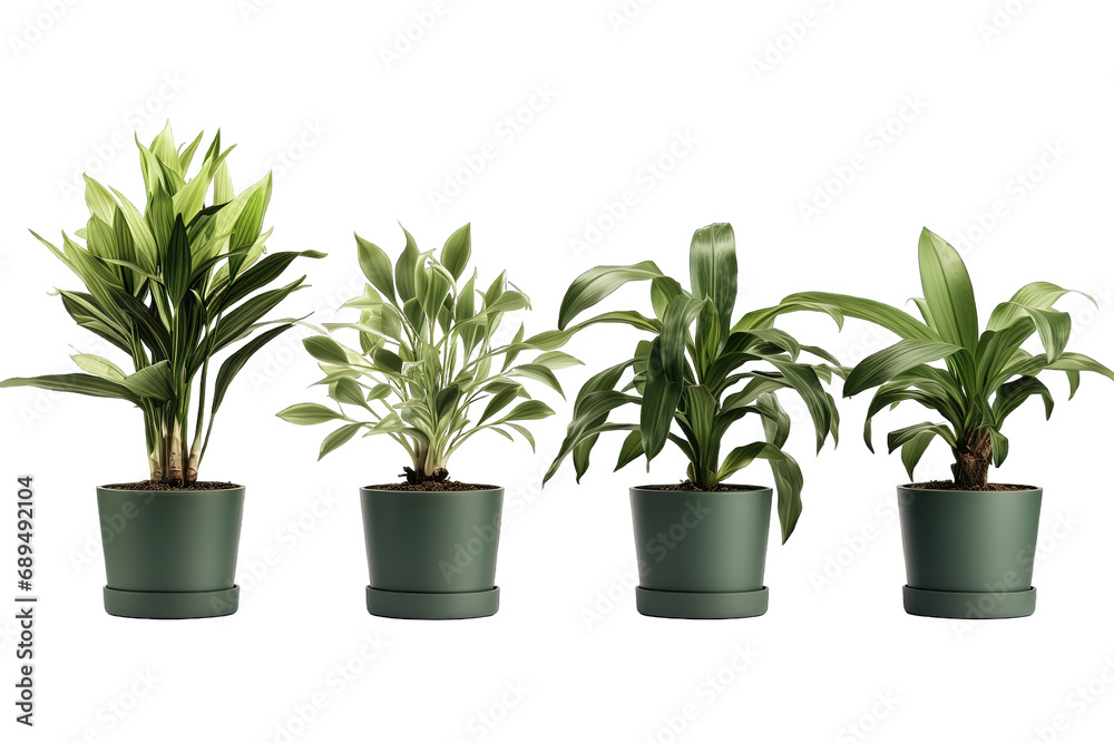 Set Of Plants in Pot Set Of Plants in Pot