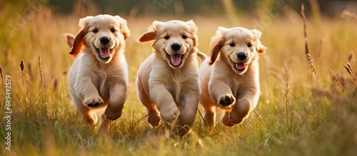 Gorgeous golden retriever puppies running on grass.
