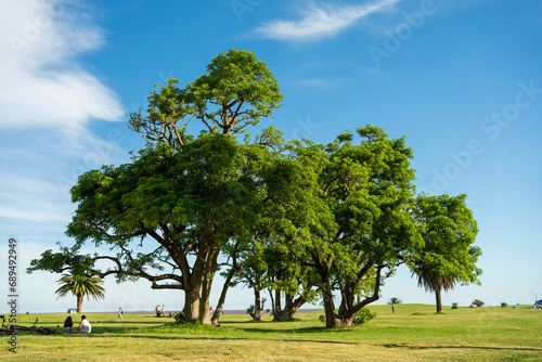 People Enjoying a Sunny Day Next to a Large Tree on the Rambla of Montevideo, Uruguay photo