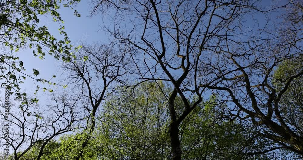 deciduous trees in a mixed forest in the spring season, beautiful fresh green foliage in the park in the spring deciduous trees in a mixed forest in the spring season, beautiful fresh green foliage in the park in the spring