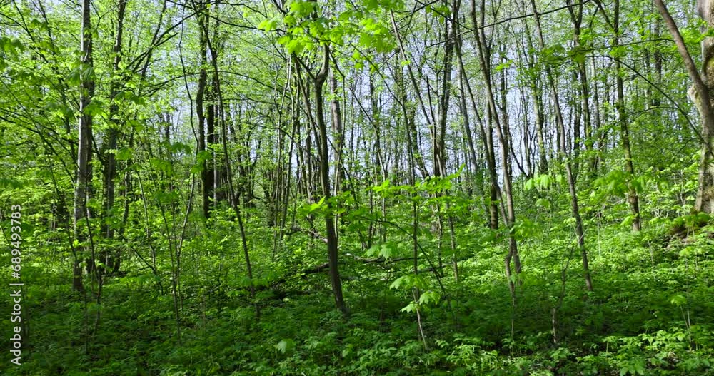 deciduous trees in a mixed forest in the spring season, beautiful young green foliage in the park deciduous trees in a mixed forest in the spring season, beautiful young green foliage in the park