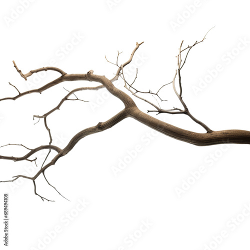 Branch, Isolated, Transparent, Background, Tree, Twig, Nature, Clarity, Botanical, Organic, Detail, Foliage, Cutout, Simplistic, Realistic, Woody, Delicate, Greenery, Naturalistic, Stem, Plant, Clean