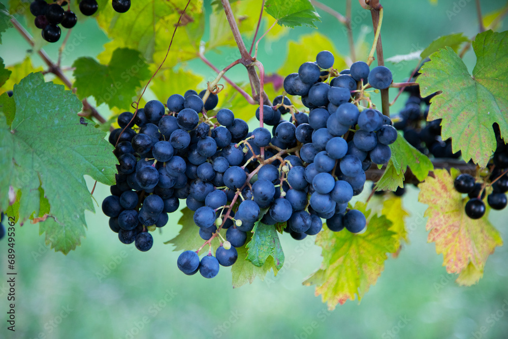 bunches of grapes on the vine