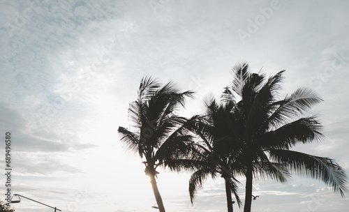Coconut trees against sky at sunset. Beautiful scenic
