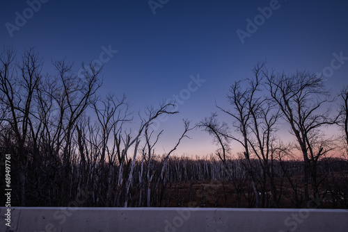 Bare trees in Fort Snelling State Park as seen from the I-494 expressway in Minneapolis  Minnesota in late autumn just after sunset