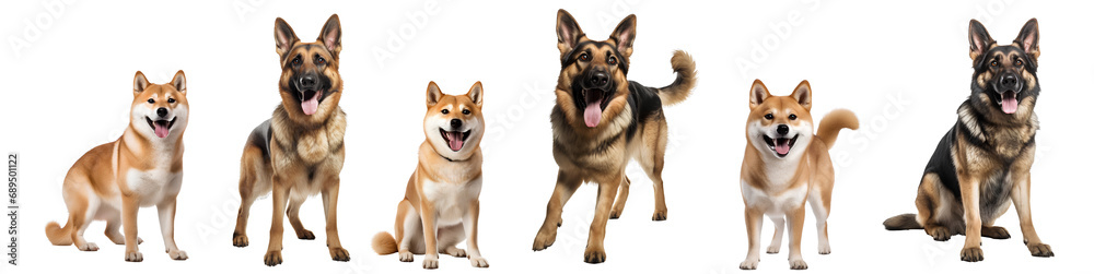 Set of different breeds of dogs on transparent background PNG. Easy to use and decorate your project.