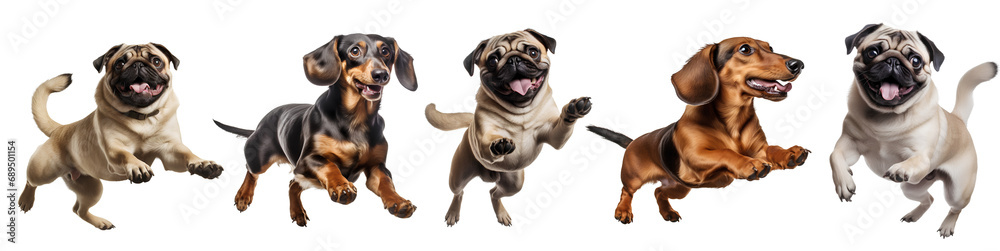 Set of different breeds of dogs on transparent background PNG. Easy to use and decorate your project.