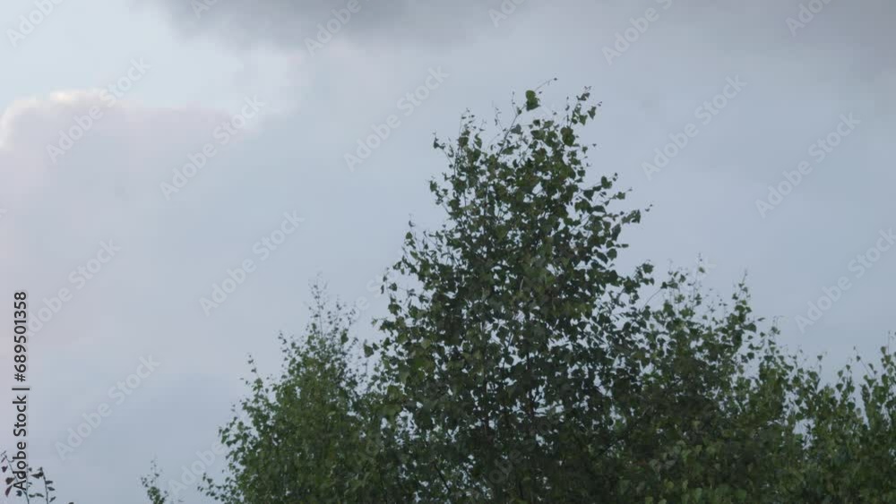 Gray clouds moving above green trees.