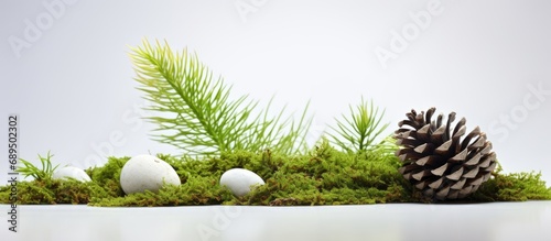 White-isolated green moss and pine cone.
