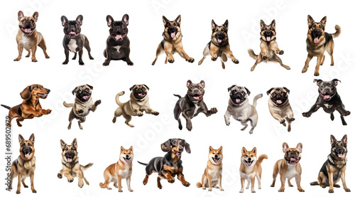 Set of cute pet dogs in the world on transparent background PNG for use in decorating projects. © I LOVE PNG