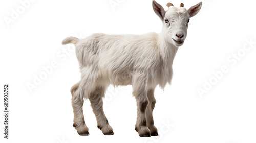 A white goat with horns  isolated on transparent or white background  png