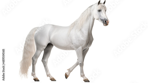 A white horse   isolated on transparent or white background  png