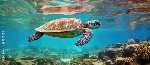 Hawaiian sea turtle swimming in warm Pacific waters in Hawaii.