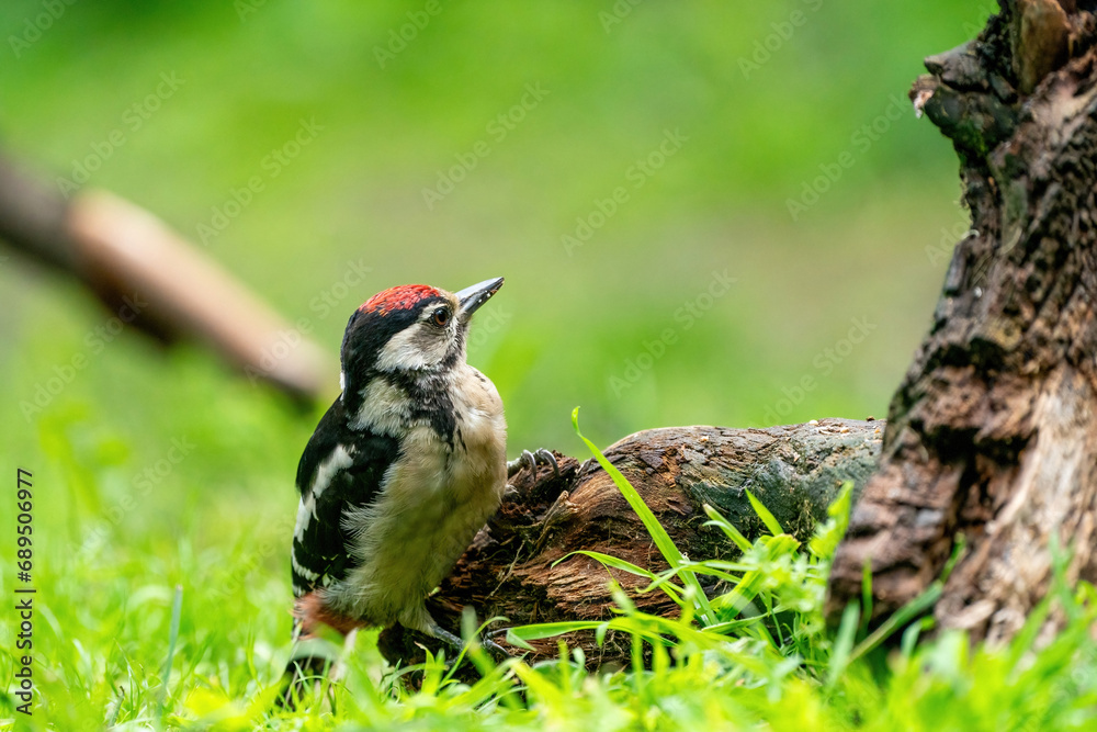 A woodpecker searches for insects on a tree trunk. Red feathers, green natural background in the forest. Happy animal, one animal.