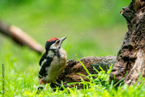 Obraz na płótnie A woodpecker searches for insects on a tree trunk. Red feathers, green natural background in the forest. Happy animal, one animal. w salonie
