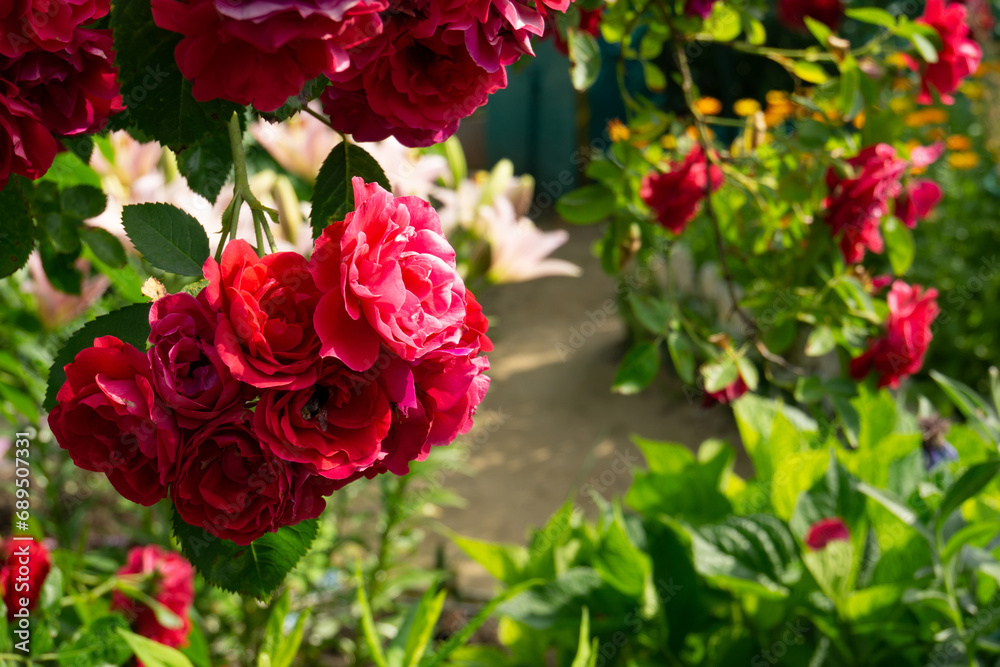 Climbing red rose in garden