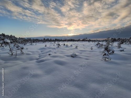 winter in the bog