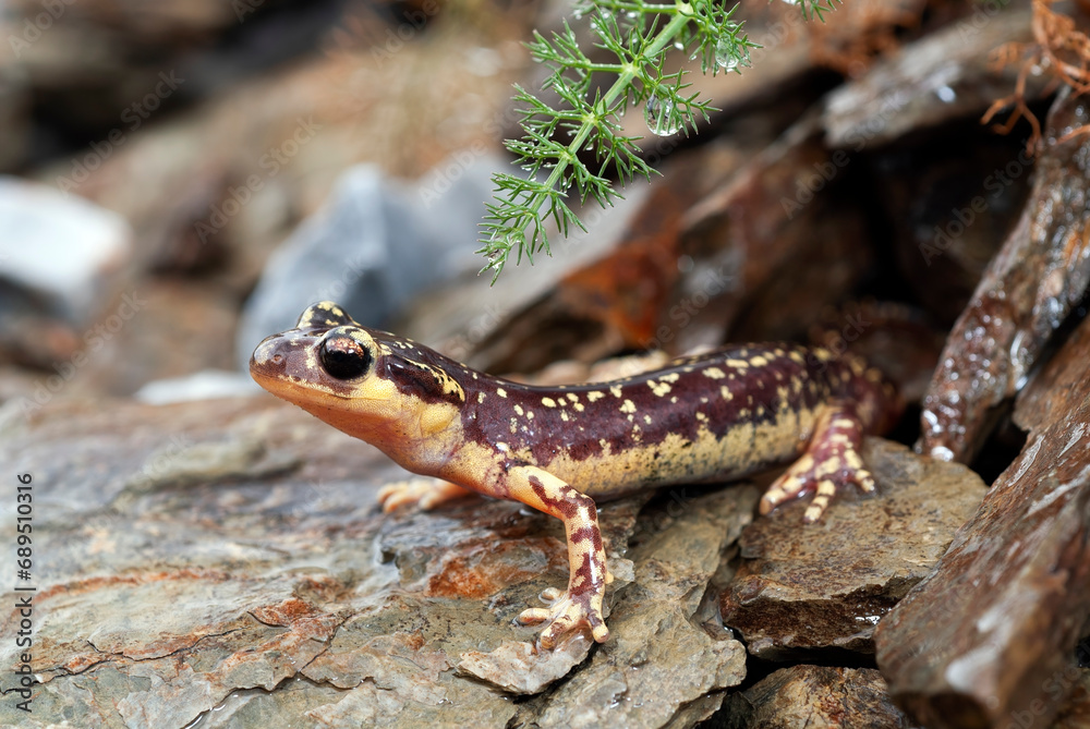 Fototapeta premium Karpathos-Salamander - Weibchen // female of the Karpathos salamander (Lyciasalamandra helverseni) - Insel Karpathos, Griechenland