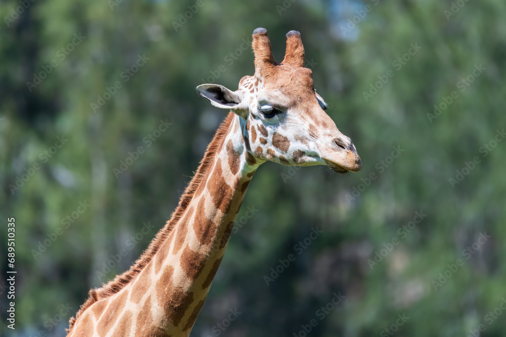 Rothschild giraffe