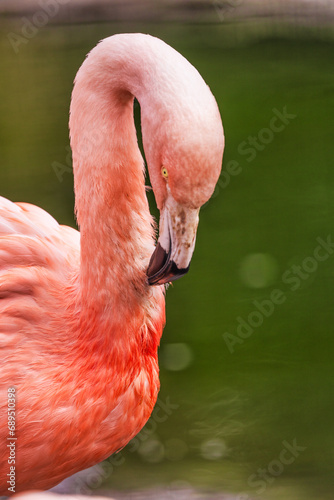 Chilean flamingo, Phoenicopterus chilensis, with a beautiful pink background. Beautiful pink waterfowl with yellow eyes in the morning. Wildlife scene. Animal protection concept